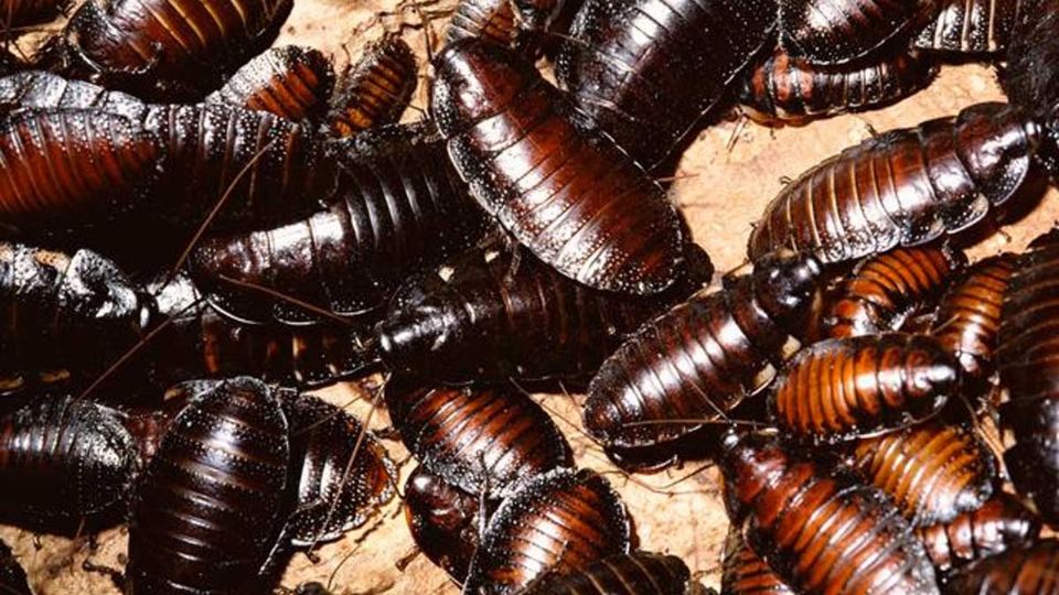 Un perro descubrió a los insectos.