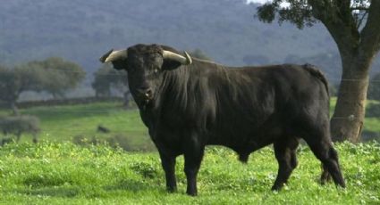 IMAGENES FUERTES: Ciclista es fuertemente atacado por toro salvaje