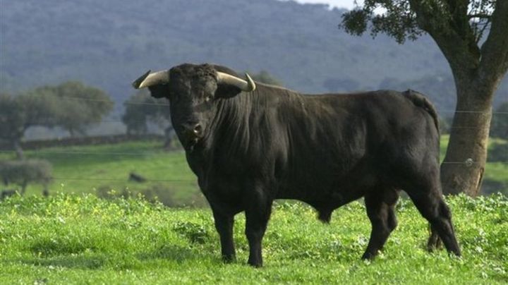 IMAGENES FUERTES: Ciclista es fuertemente atacado por toro salvaje