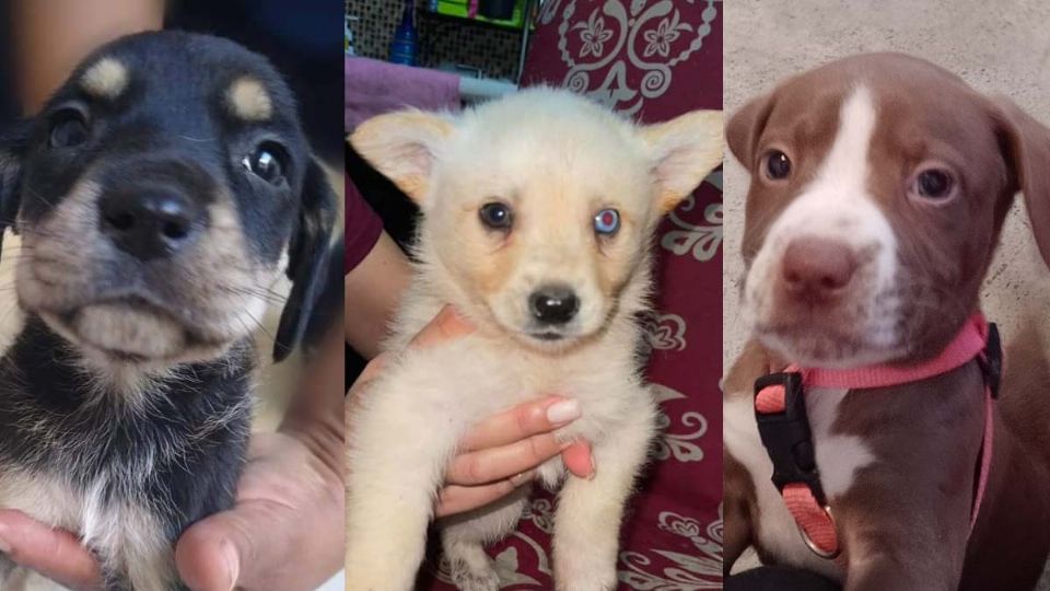 Perritos y gatitos pueden ser adoptados para cuidarlos y protegerlos