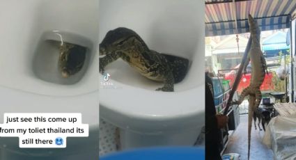 VIDEO ¡Qué susto! Reptil sale del inodoro de un hotel momentos antes de que fuera utilizado.
