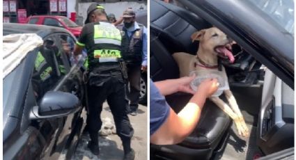 ¡Casi se muere! Rescatan perrita encerrada en un auto a 43 grados celsius