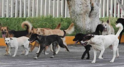 Jauría de perros ferales da muerte a hombre en Pachuca