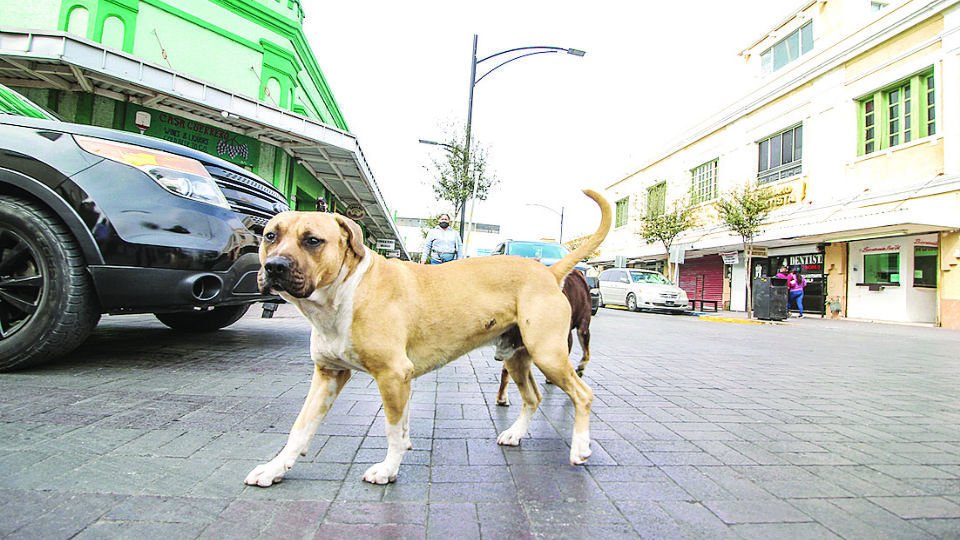 Se estima que hay 20 mil perros en situación de calle, pero muchos sí tienen dueño.