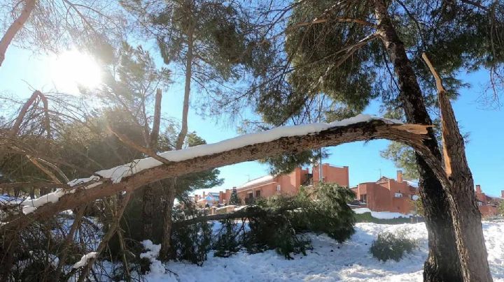 Dallas: Árboles explotan por el frío intenso de la tormenta invernal