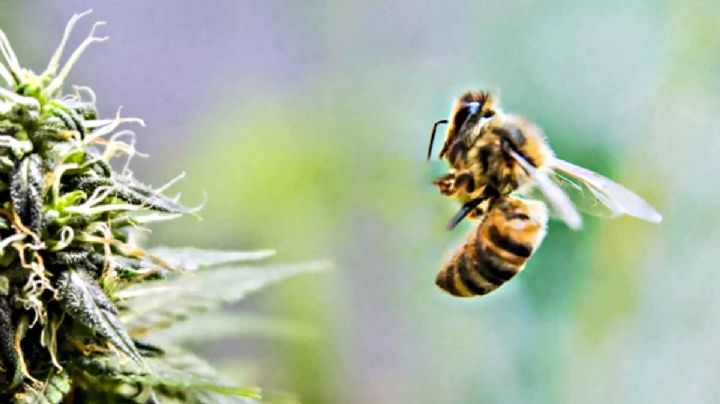 Las abejas enloquecen con la marihuana