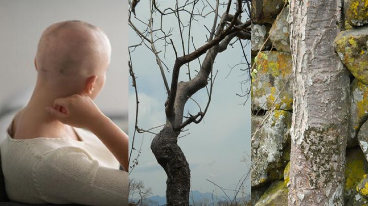 Cuachalalate: El secreto contra el cáncer puede estar en la medicina ancestral mexicana.