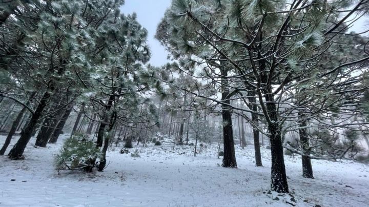 ¡Hermoso! Así se vio la nieve en el ejido 'La Joya' en Tamaulipas | FOTOS