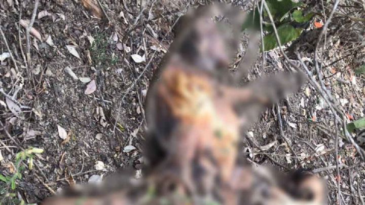 Siguen apareciendo cuerpos en El Mante