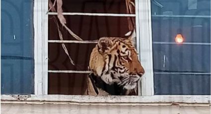 ¡Me pareció ver un lindo ga..Tigre de Bengala es rescatado de complejo departamental en Edomex.