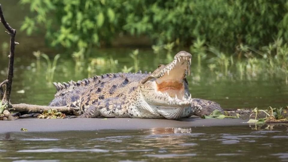 El niño se encontraba pescando cuando el cocodrilo lo atacó