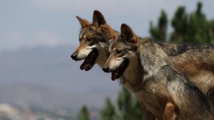 ¿Un mal cuidado? Mueren dos lobos mexicanos en Zoológico de Chapultepec, abren investigación
