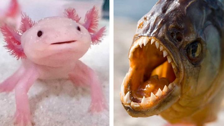 'Invasión' de ajolotes y pirañas a Tamaulipas