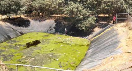 Mueren 100 perritos en EDOMEX; buscaban agua en un relleno sanitario