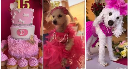 ¡Ternura! Celebran fiesta de XV años a perrita en Los Mochis; tierno video viral