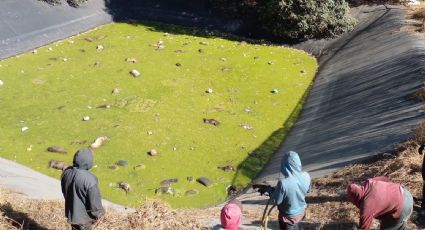 TRAGEDIA: Mueren 100 perros al beber agua de laguna tóxica en Edomex (Imágenes fuertes)