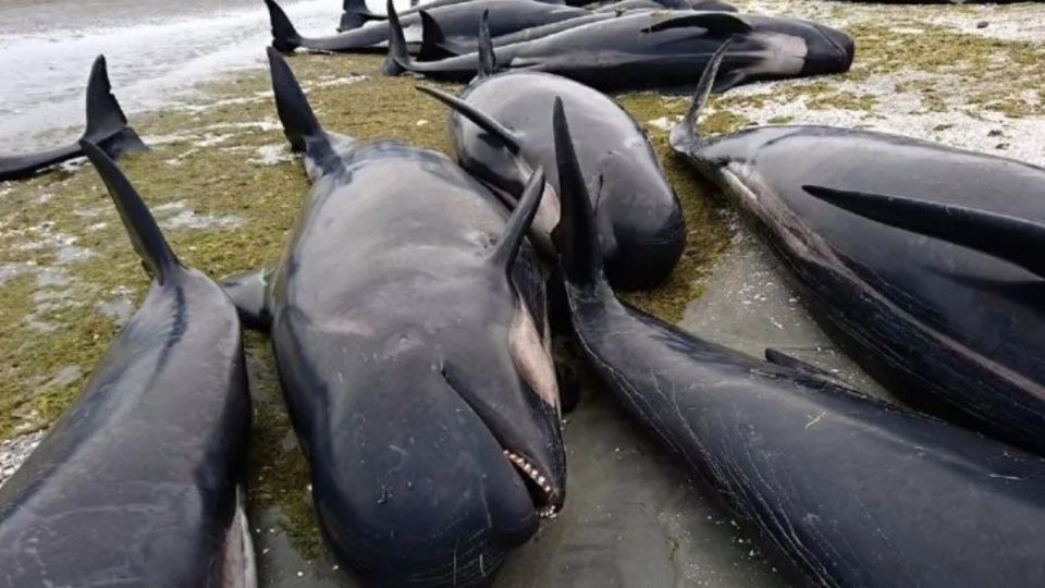 Actualmente hay 5 ballenas con vida y aún varadas, esperando ser reflotadas lo más pronto posible por los especialistas