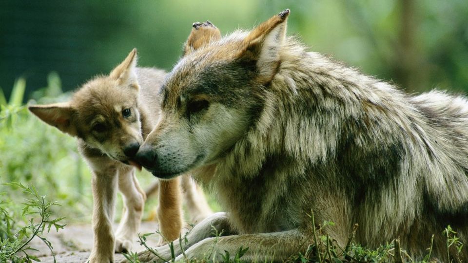 Los dos ejemplares que murieron no tenían ni el año, apenas habían cumplido 11 meses de nacidos