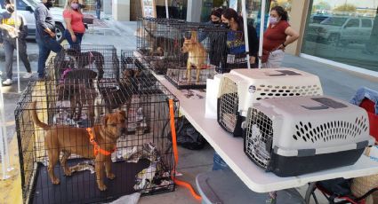 ¡Una mascota te espera! Se une APA a Petco en campaña 'Primero adopta'