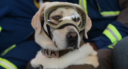 Frida está grave de Salud: la famosa perrita rescatista del terremoto de 2017