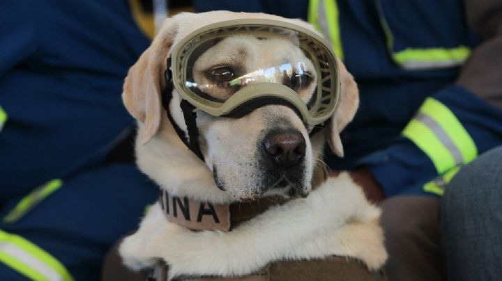 Frida está grave de Salud: la famosa perrita rescatista del terremoto de 2017