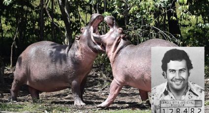 Los hipopótamos de Pablo Escobar son declarados especie exótica invasora en Colombia