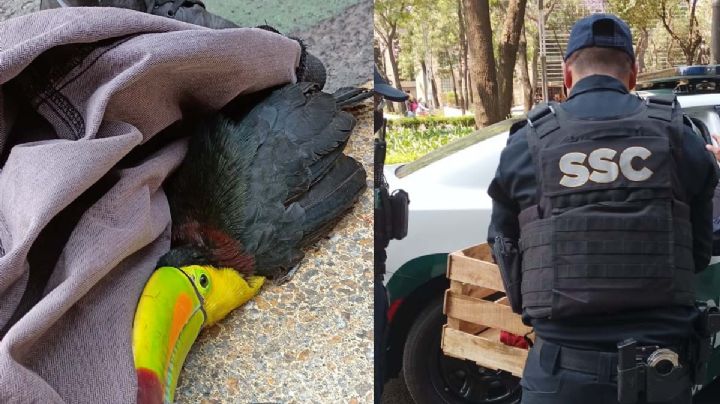 Mujer encuentra tucán y lo entrega a las autoridades; policías lo extravían