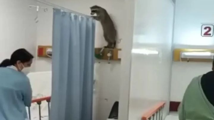 Inicia captura de mapaches en el hospital del ISSSTE, ¡ya llevan 3!