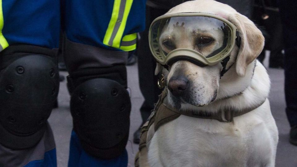 Frida se volvió todo un símbolo, tuvo nueve años de servicio en los que realizó labores de rescate