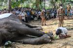 ¡Adiós, Raja! muere el elefante más sagrado de Sri Lanka a sus 68 años