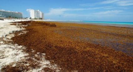 Vacaciones de Semana Santa en Cancún se manchan de Sargazo extremo