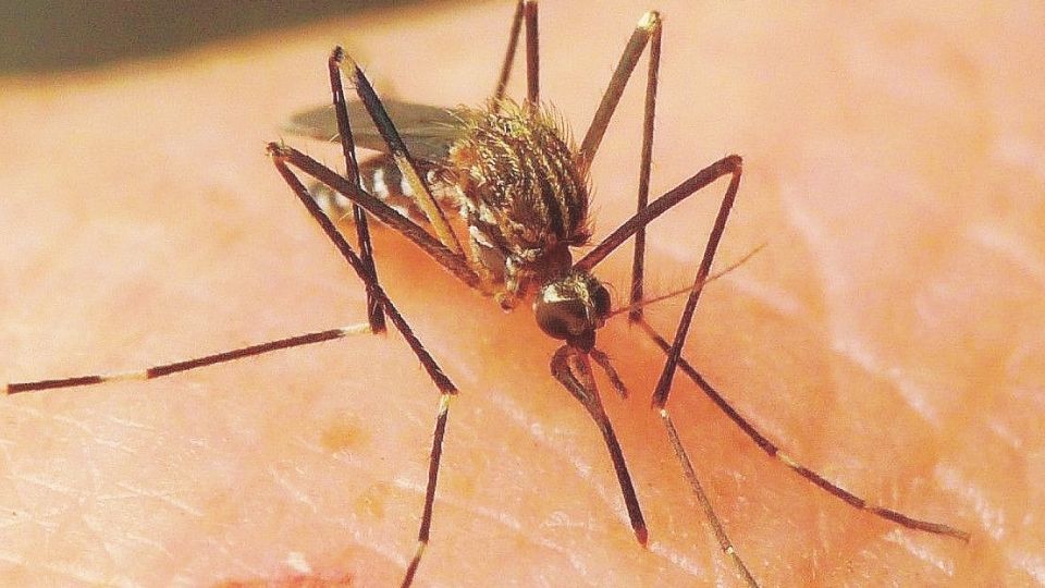 De acuerdo con Richard Chamberlain, director de Salud en Laredo, el virus del Nilo Occidental se transmite por medio de la picadura de mosquitos infectados