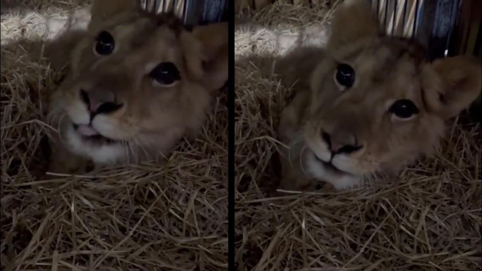 El cachorro de unos ocho meses de edad, fue llamado “Kiro” que significa Luz brillante en Japonés y Eslavo.