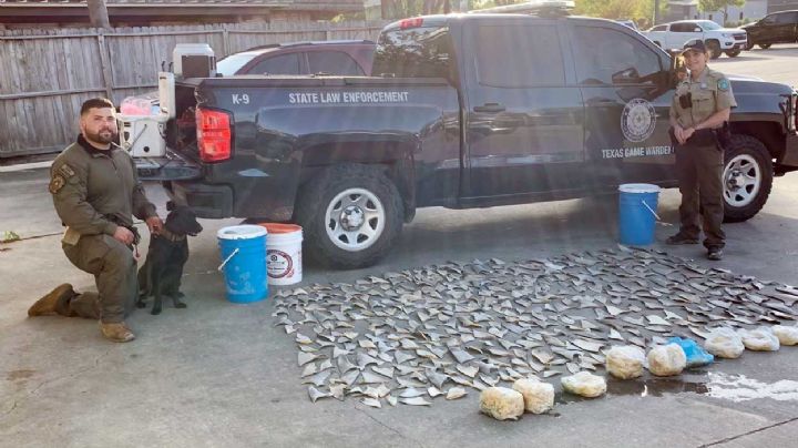 San Antonio: Policía encuentra cientos de aletas de tiburón en restaurante de mariscos