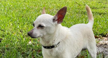 Récords Guinness: El perro más viejo del mundo ¡es un Chihuahua!