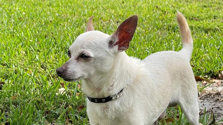 Récords Guinness: El perro más viejo del mundo ¡es un Chihuahua!
