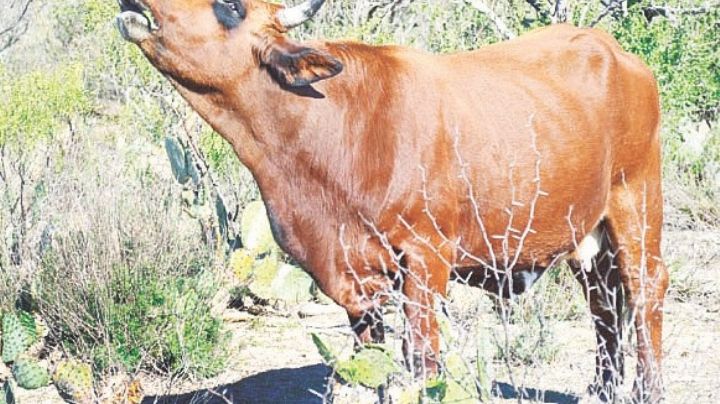 Cae exportación de ganado en pie