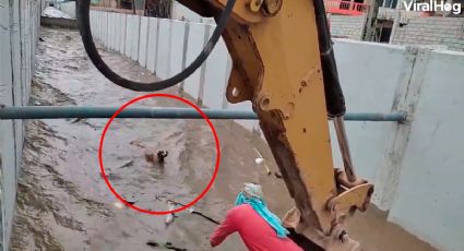 VIDEO: Captan rescate de perrita con una excavadora; había caído a canal de riego