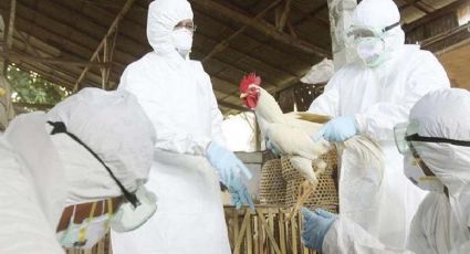 Detectan brote de Influenza Aviar en Coahuila; sacrifican 70 mil aves