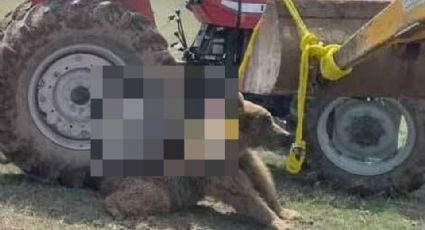 ¡Indignante! Golpean a oso hasta matarlo y le quiebran espina dorsal al pasarle un tractor encima