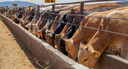 Roberto Adams, Jefe de Salud Animal, se declara culpable de aceptar sobornos