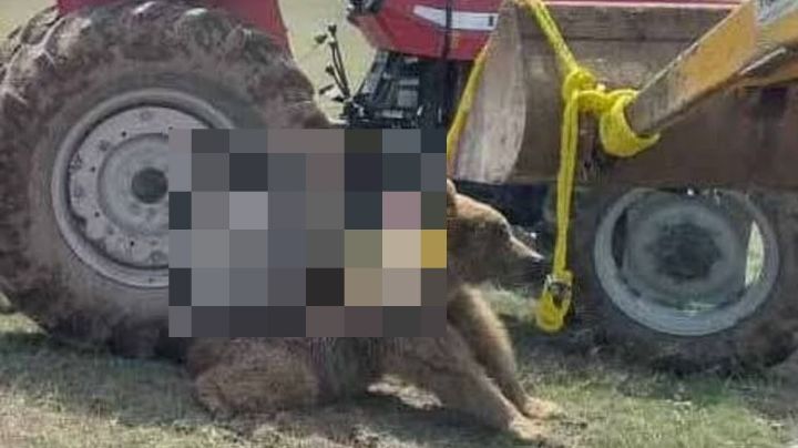 ¡Indignante! Golpean a oso hasta matarlo y le quiebran espina dorsal al pasarle un tractor encima