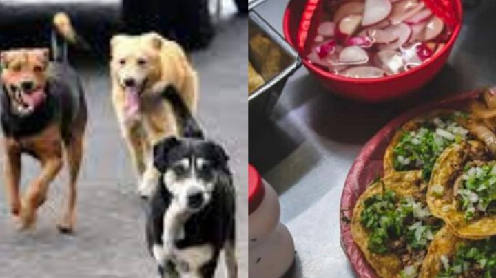 ¡Si eran de perro! detienen dos taqueros en EDOMEX por maltrato animal