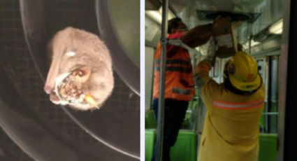 ¿Batman, eres tu? Movilización en Metro de la CDMX por el rescate de un murciélago