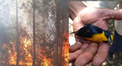 ¡Catástrofe ambiental! 910 hectáreas afectadas por incendio en la Biosfera del cielo FOTOS