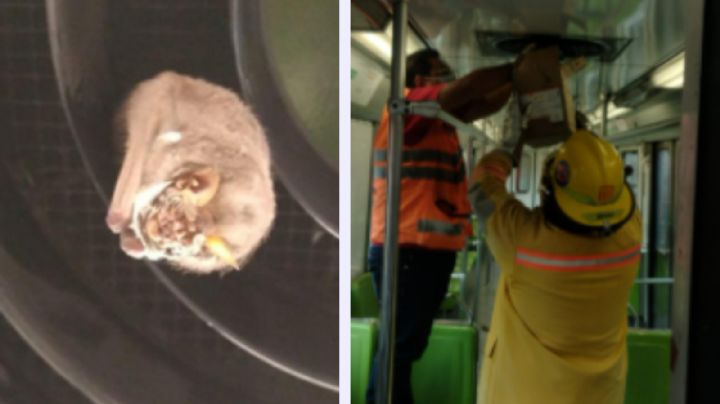 ¿Batman, eres tu? Movilización en Metro de la CDMX por el rescate de un murciélago