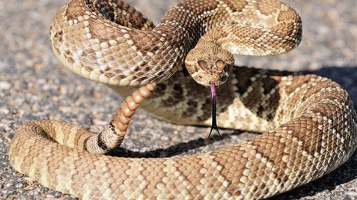 CUIDADO: Llega la temporada de las víboras de cascabel; esto debes saber