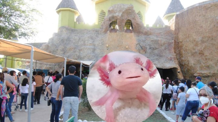 ¡Los ajolotes nos invaden! Ya puedes ir a visitarlos en el acuario de Nuevo Laredo (FOTOS)