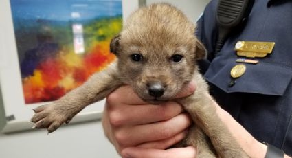 Rescatan a “perrito” pero resultó ser ¡un coyote!