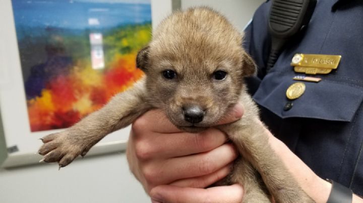 Rescatan a “perrito” pero resultó ser ¡un coyote!